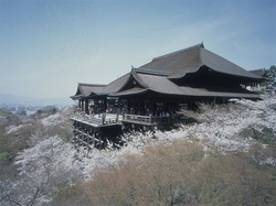 kiyomizusakura.jpg